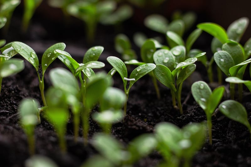 Socially Responsible Sourcing